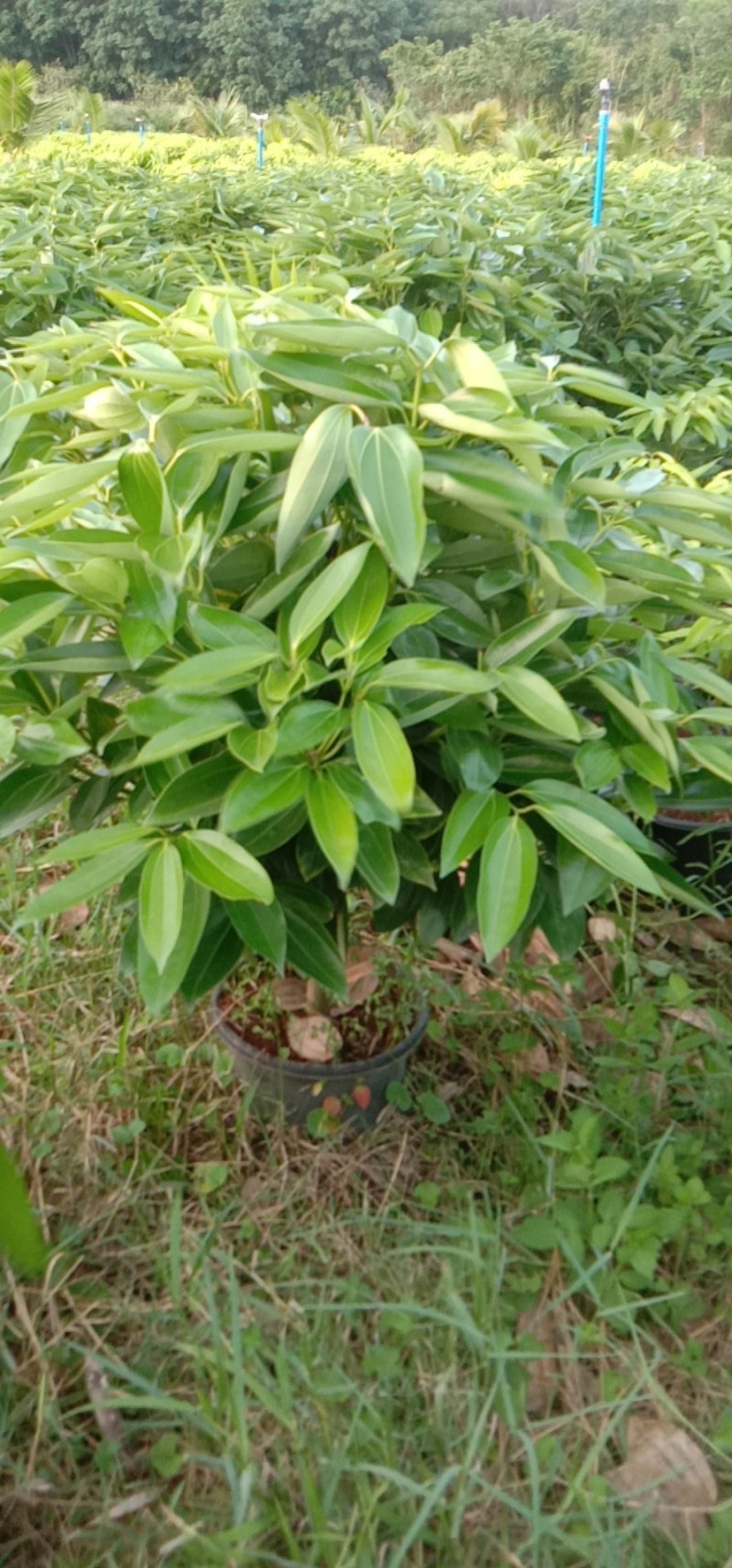 靓货平安树基地直发