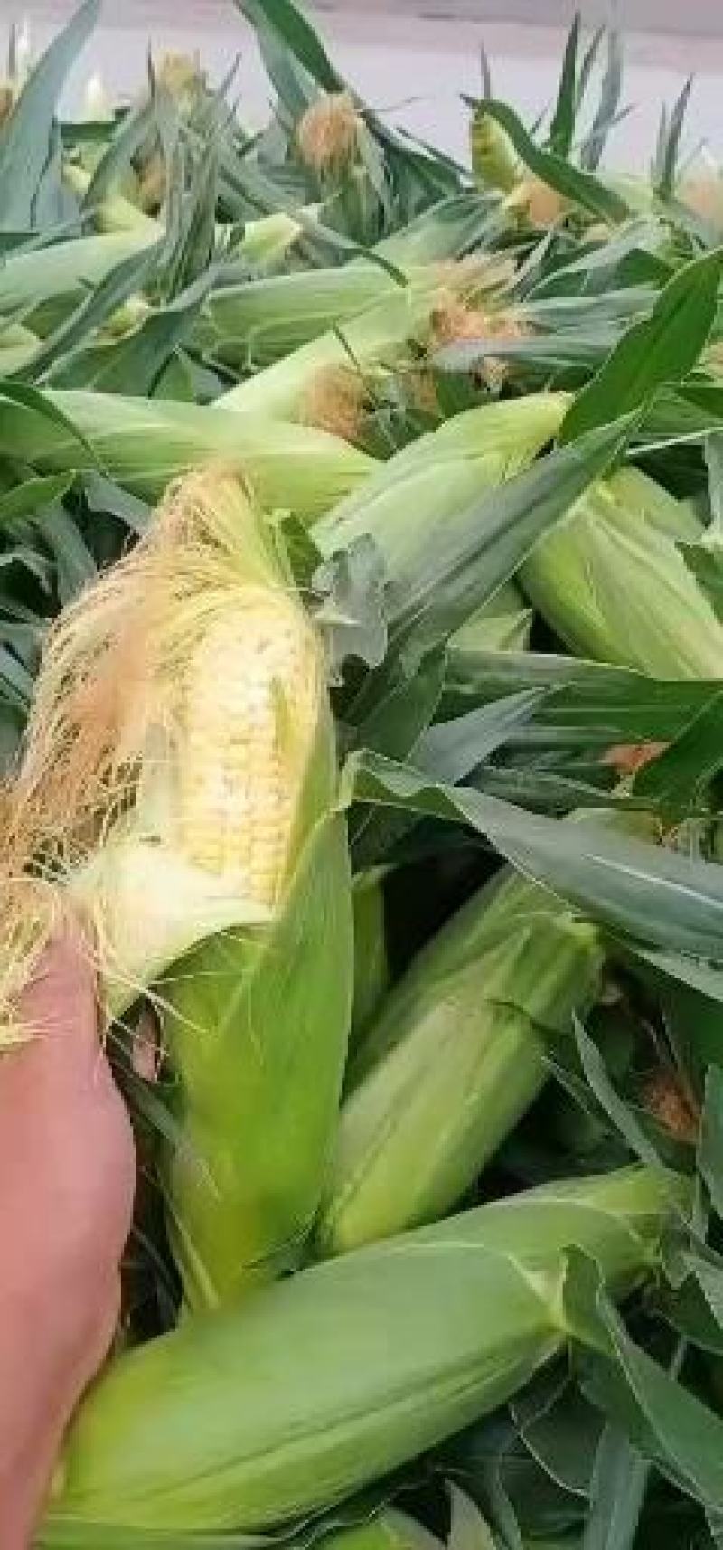 河北保定顺平粘玉米大量上市中