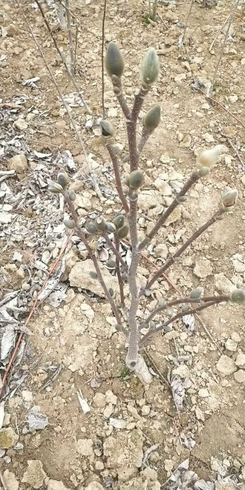 矮化玉兰，四季如意玉兰。高度50_80公分，花苞满满，树