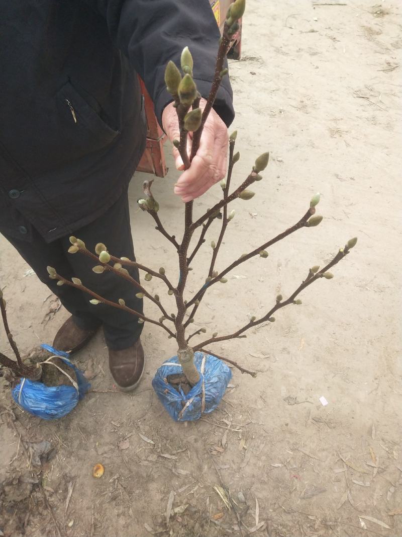 矮化玉兰，四季如意玉兰。高度50_80公分，花苞满满，树