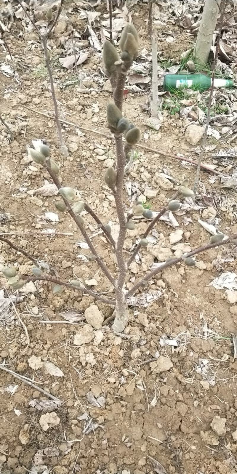 矮化玉兰，四季如意玉兰。高度50_80公分，花苞满满，树