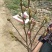矮化玉兰，四季如意玉兰。高度50_80公分，花苞满满，树