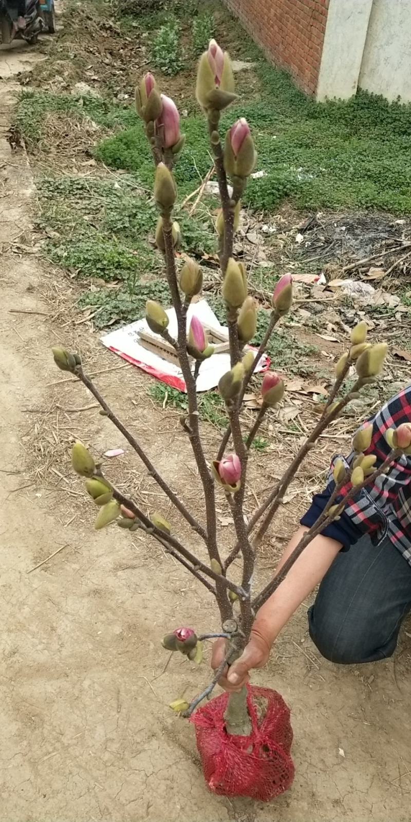 矮化玉兰，四季如意玉兰。高度50_80公分，花苞满满，树