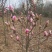 矮化玉兰，四季如意玉兰。高度50_80公分，花苞满满，树