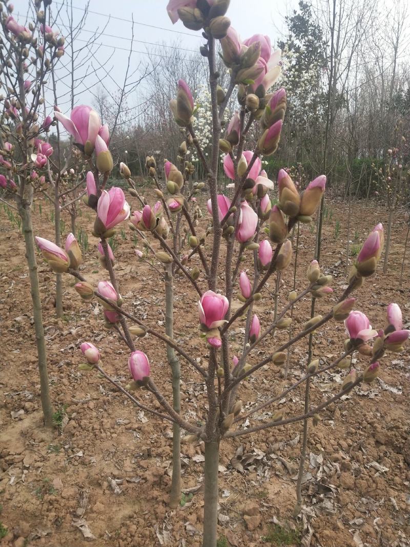 矮化玉兰，四季如意玉兰。高度50_80公分，花苞满满，树