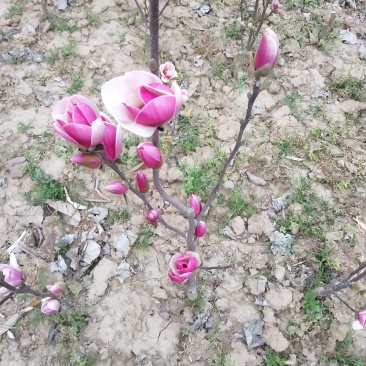 矮化玉兰，四季如意玉兰。高度50_80公分，花苞满满，树