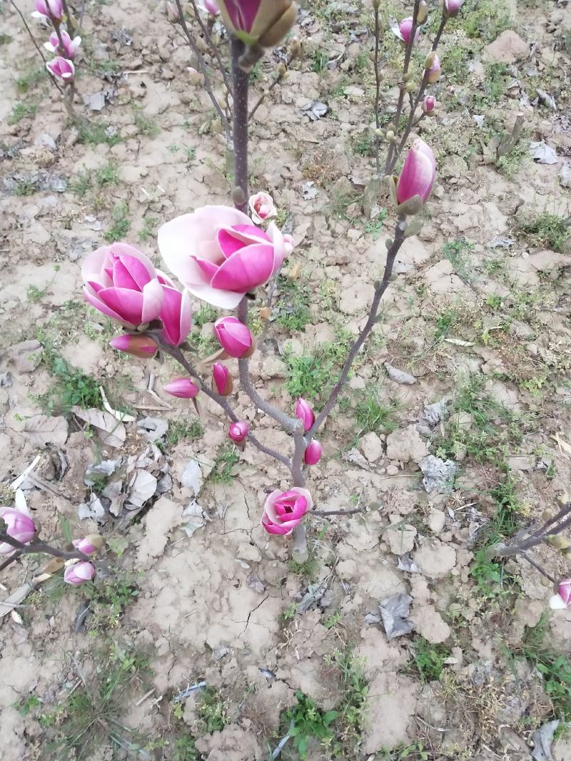 矮化玉兰，四季如意玉兰。高度50_80公分，花苞满满，树