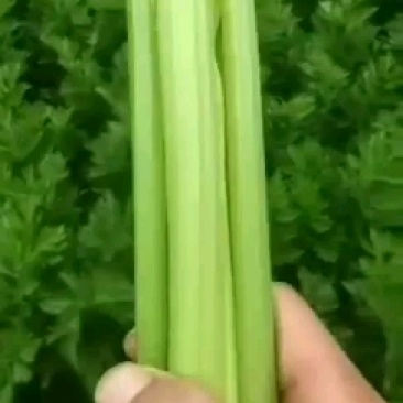 高原夏菜质量好颜色正有需要的联系我