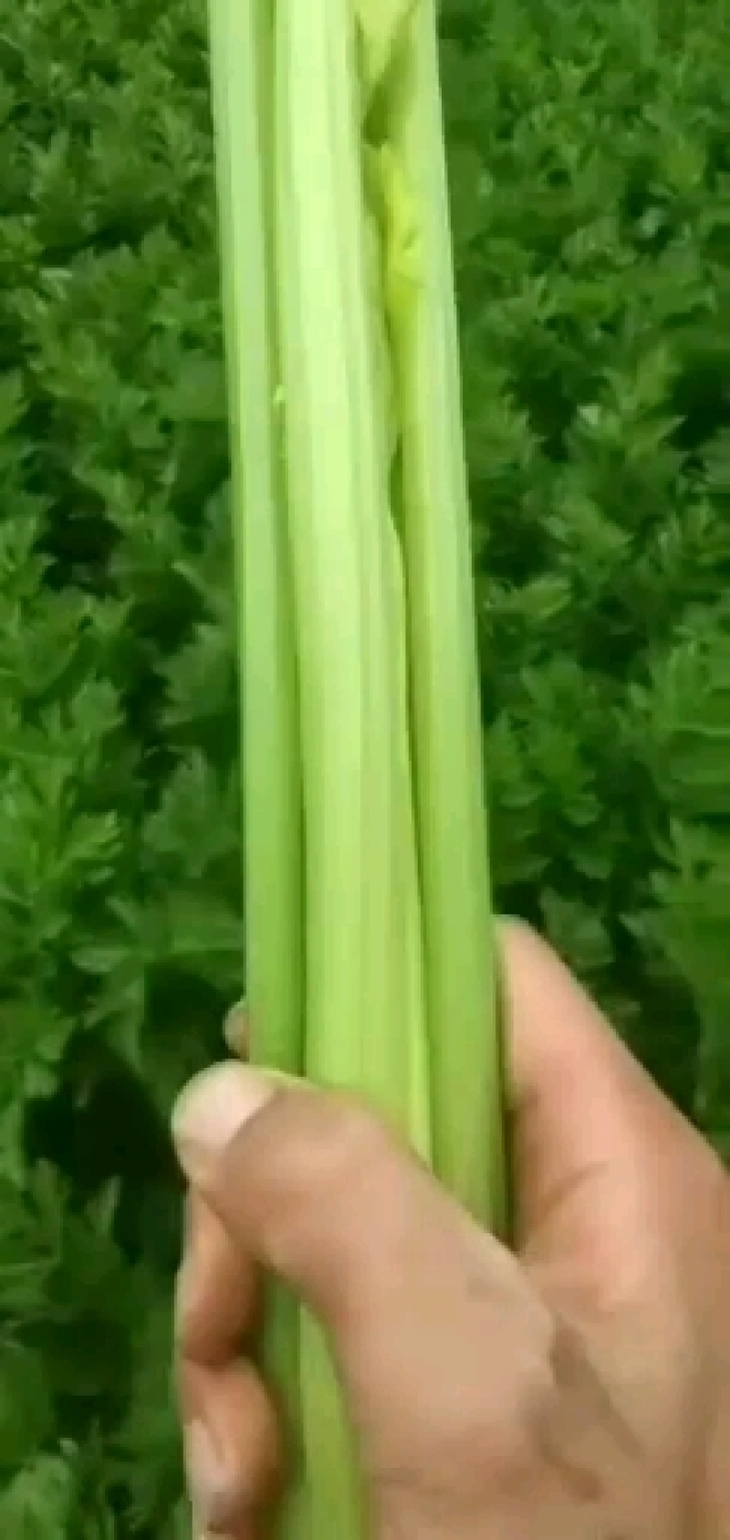高原夏菜质量好颜色正有需要的联系我