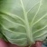 【莲花白】莲花白甘蓝山西精品圆包菜大量上市欢迎光临合作共赢
