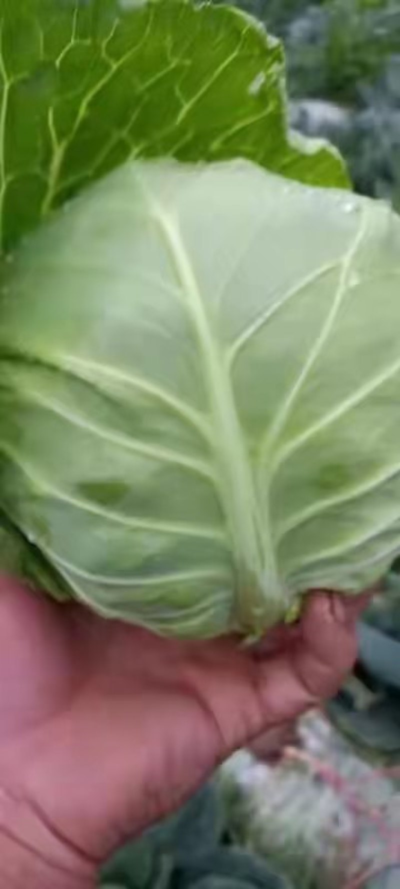 【莲花白】莲花白甘蓝山西精品圆包菜大量上市欢迎光临合作共赢