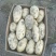 河北新乐市孔村农联社老贺果蔬购销大量供应土豆