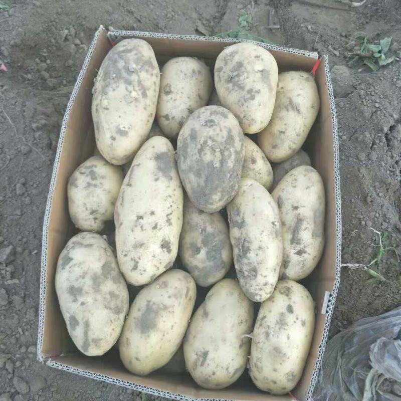 河北新乐市孔村农联社老贺果蔬购销大量供应土豆
