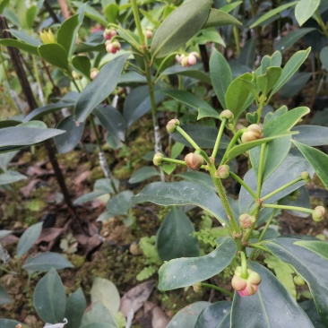 顺龙种植合作社八角苗圃，大量现苗出售各种嫁接苗，直生杯苗