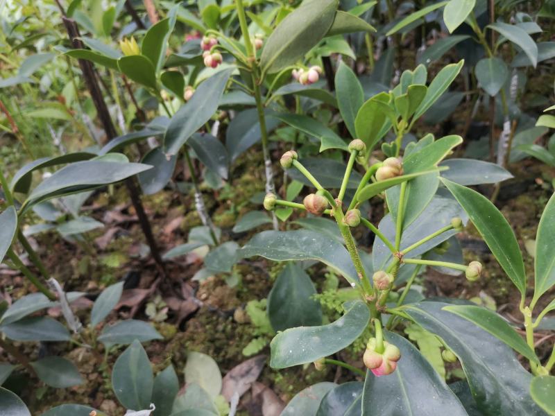 顺龙种植合作社八角苗圃，大量现苗出售各种嫁接苗，直生杯苗