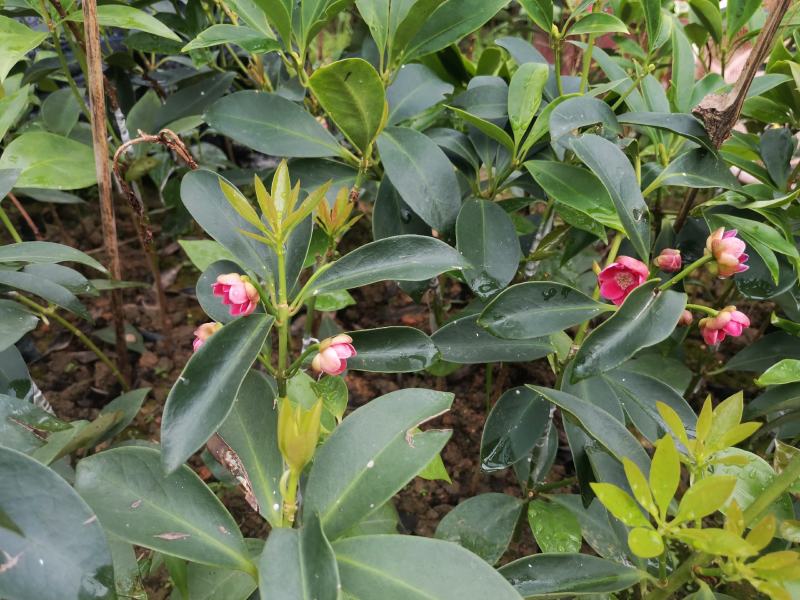 顺龙种植合作社八角苗圃，大量现苗出售各种嫁接苗，直生杯苗