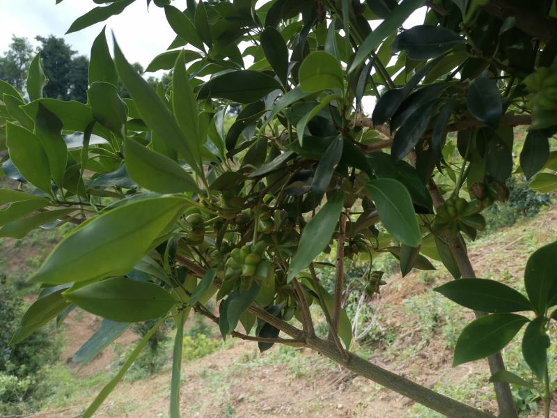 顺龙种植合作社八角苗圃，大量现苗出售各种嫁接苗，直生杯苗