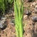 黄菖蒲庭院绿化工程建设绿化工程绿化