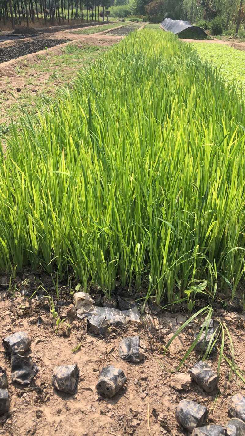黄菖蒲庭院绿化工程建设绿化工程绿化