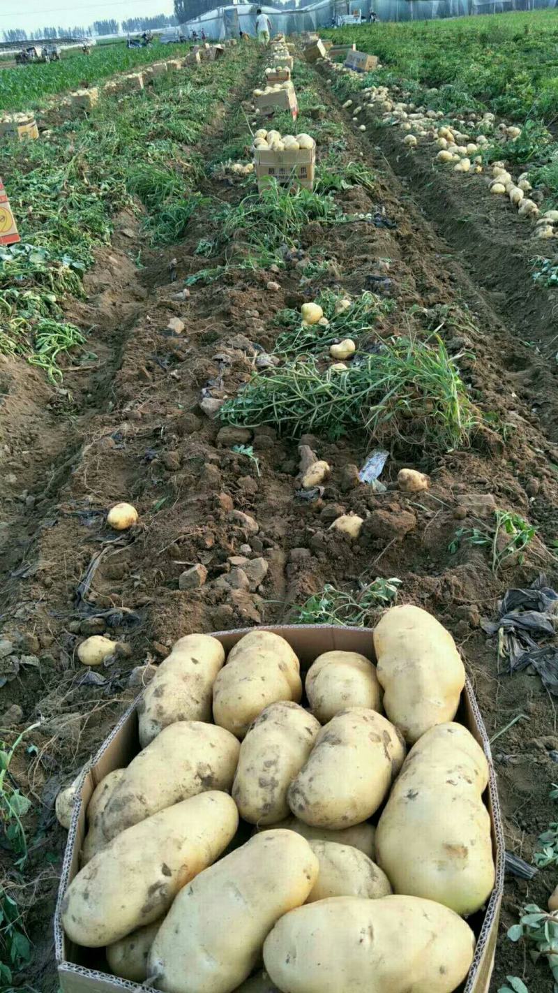 河北新乐市孔村农联社老贺果蔬购销大量供应土豆