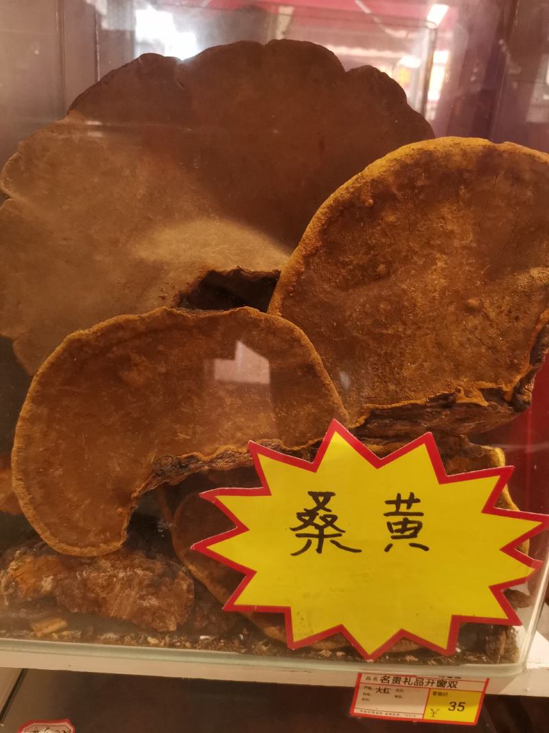 优质西藏桑黄高原山地规格齐全量大从优