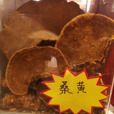 优质西藏桑黄高原山地规格齐全量大从优