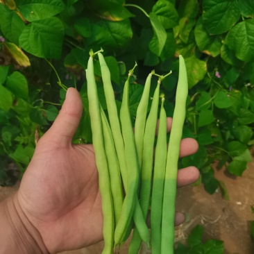 豆角