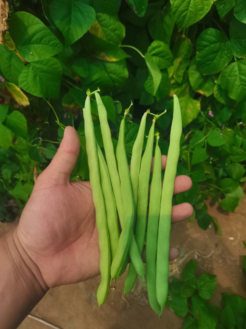 豆角