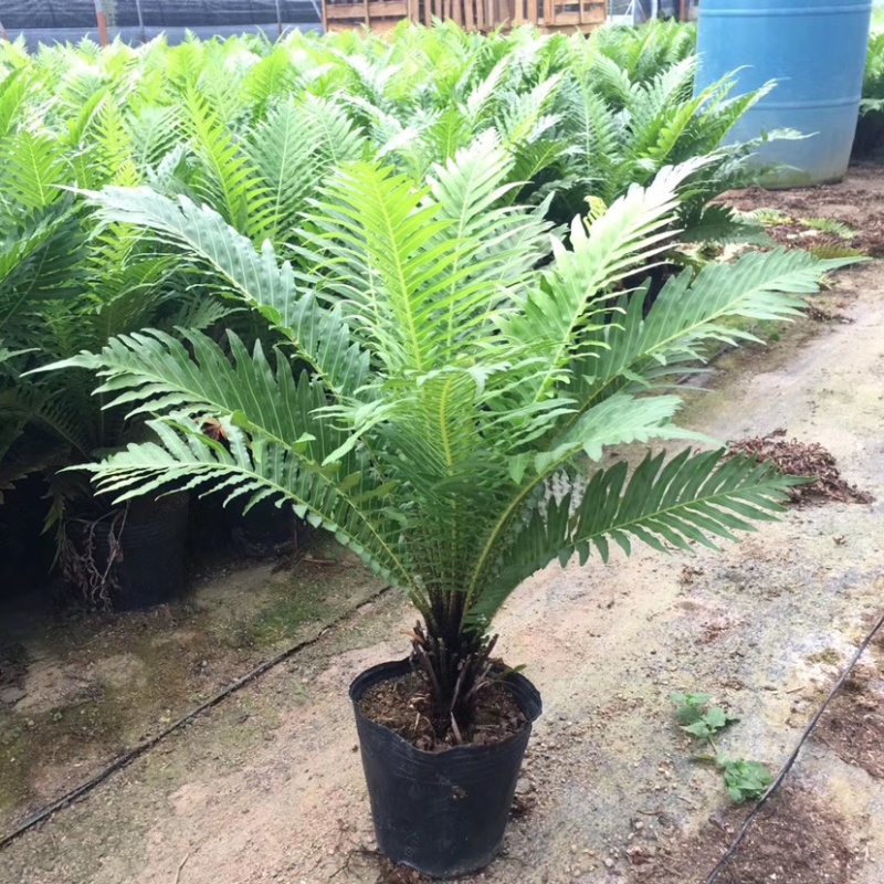 富贵蕨大型观叶绿植含盆高度50多公分左右一件起批