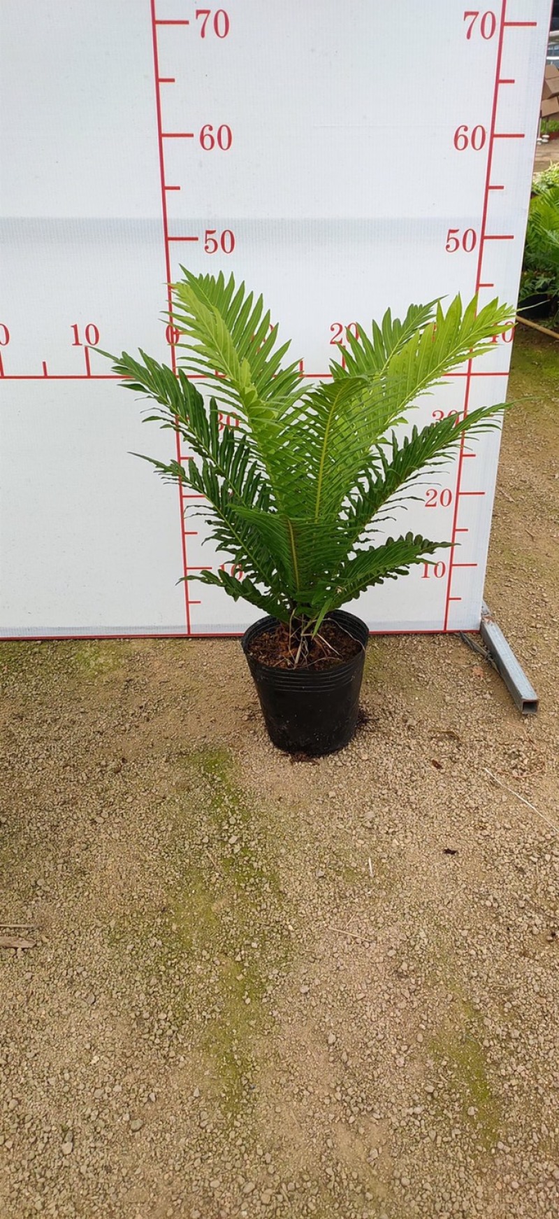 富贵蕨大型观叶绿植含盆高度50多公分左右一件起批