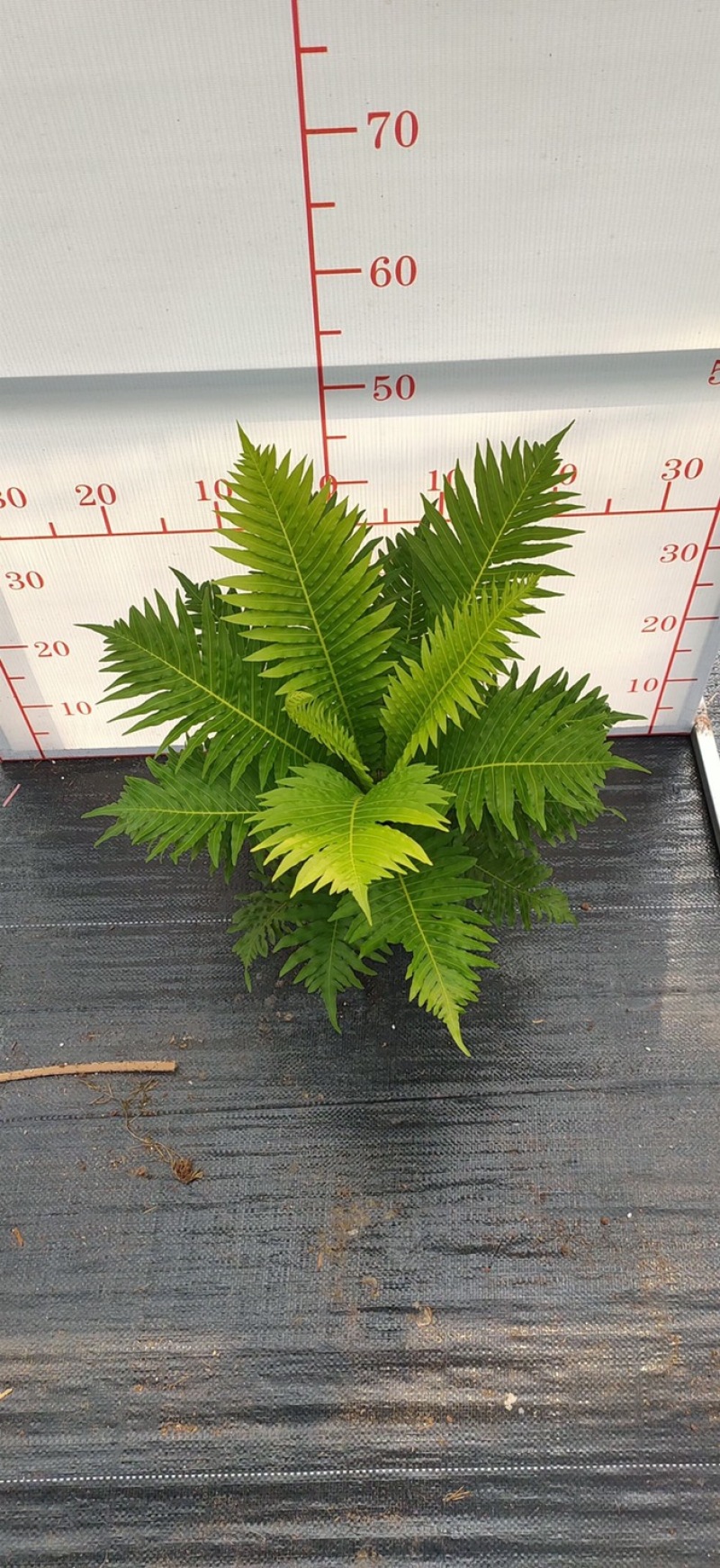 富贵蕨大型观叶绿植含盆高度50多公分左右一件起批