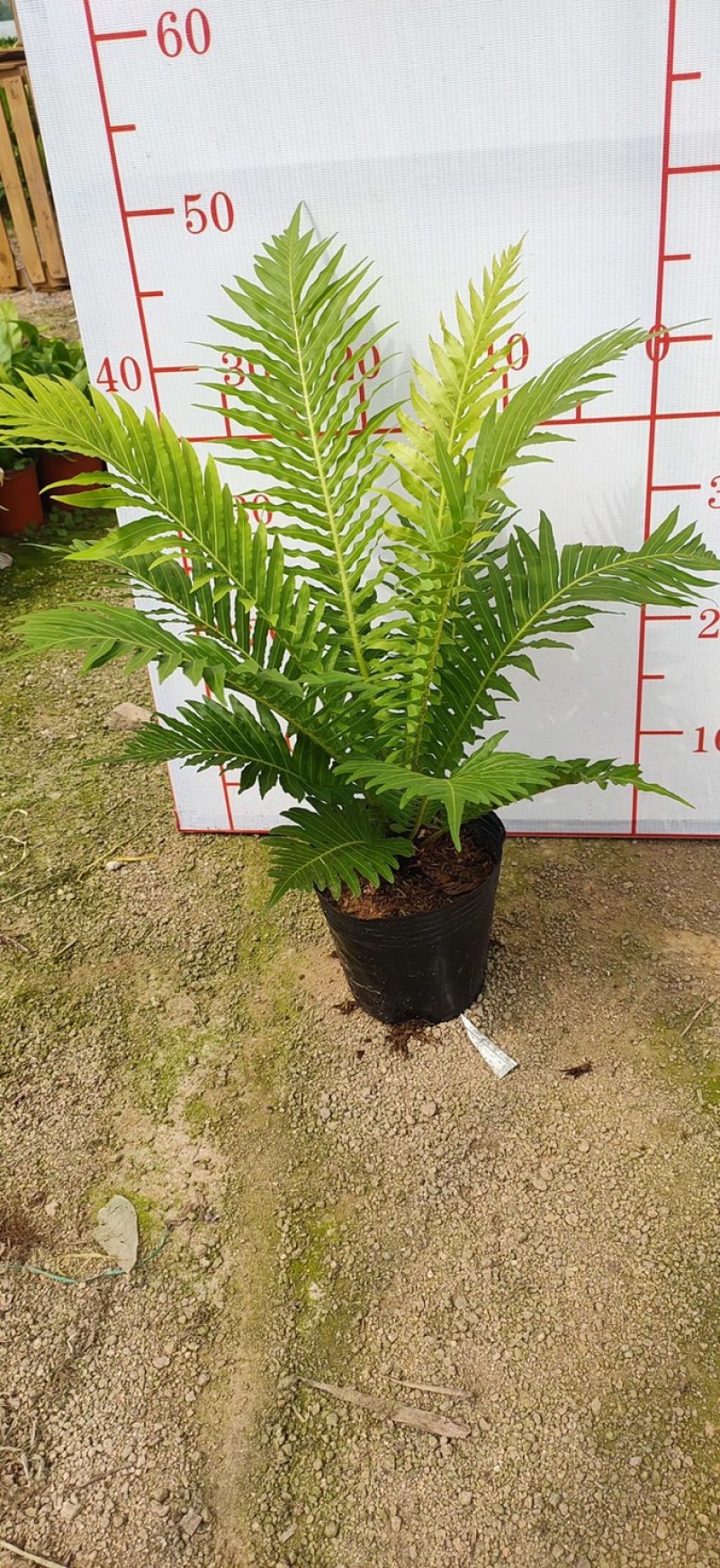 富贵蕨大型观叶绿植含盆高度50多公分左右一件起批