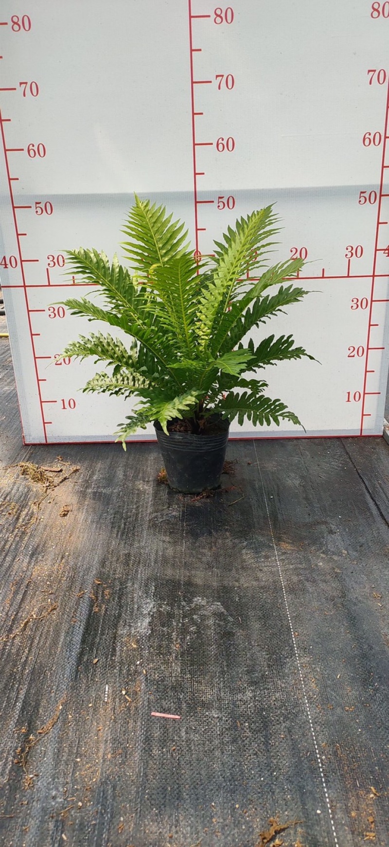 富贵蕨大型观叶绿植含盆高度50多公分左右一件起批