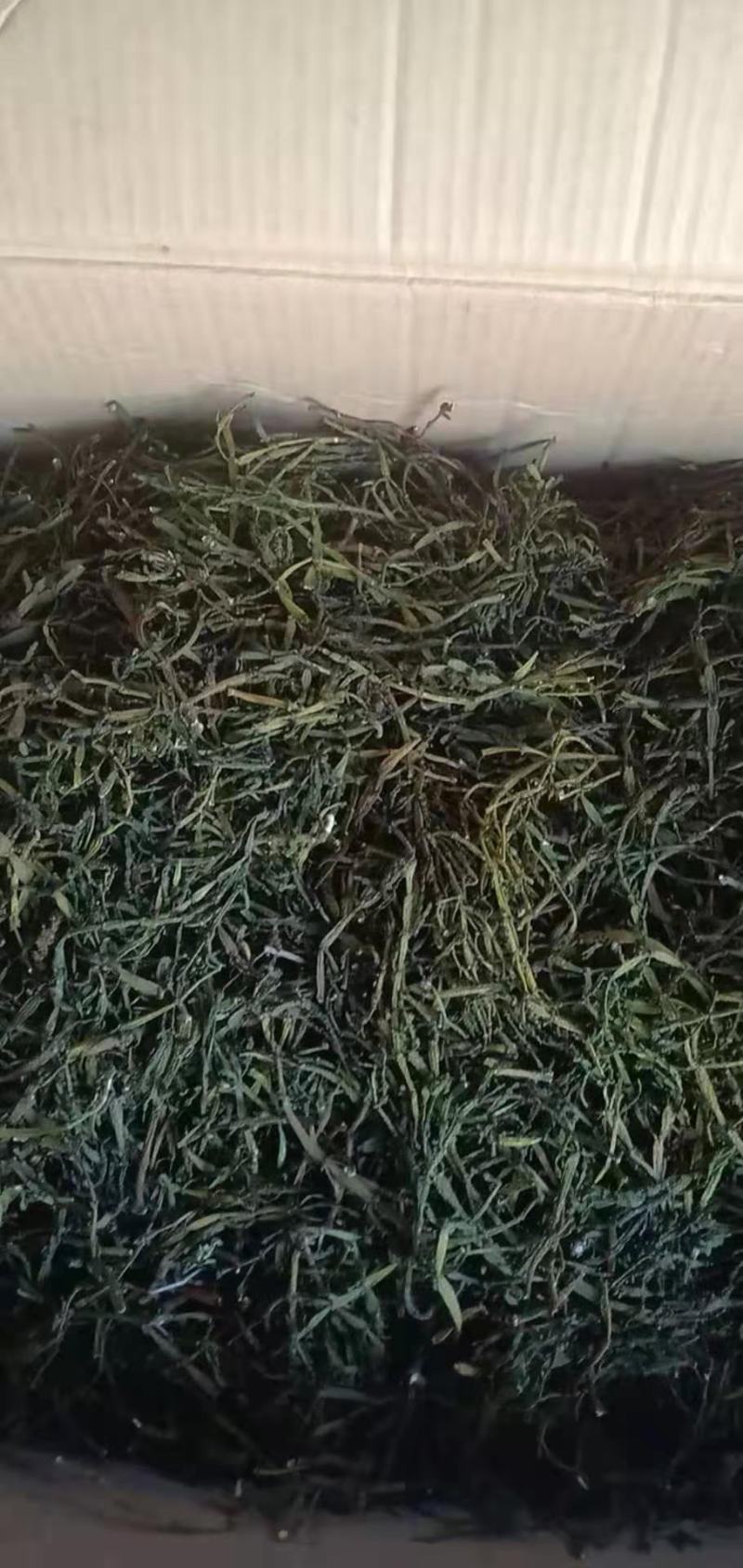 螃蟹脚寄生小号古树螃蟹脚