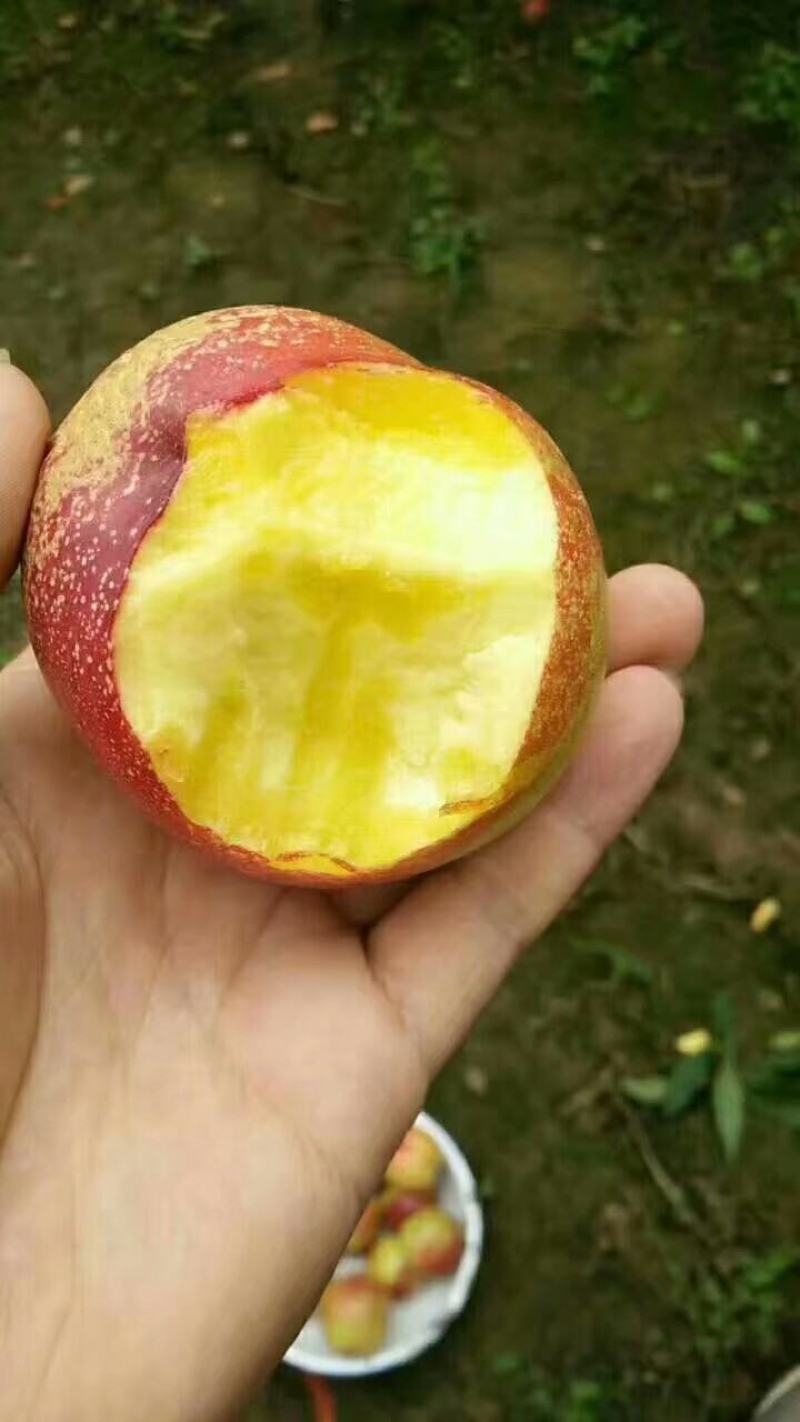 陕西眉县中油4号黄心油桃