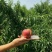 陕西眉县中油4号黄心油桃