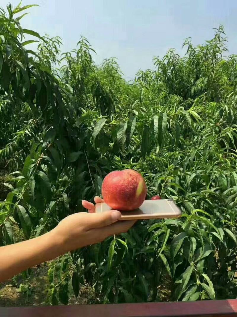 陕西眉县中油4号黄心油桃