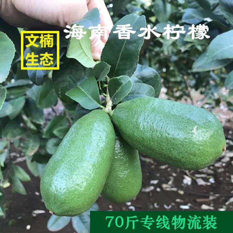 海南香水柠檬专线物流批发广州江南/浙江/南宁/成都等
