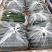 亳州黄瓜，精品黄瓜，笔直油亮，产地直供现摘现发，欢迎选购