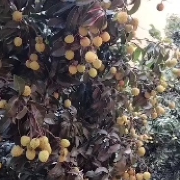 荔枝