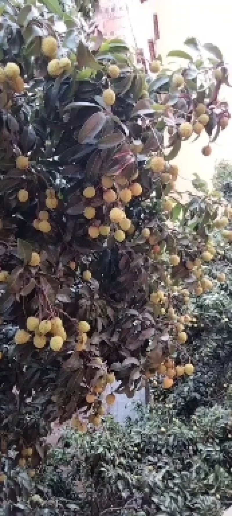 荔枝