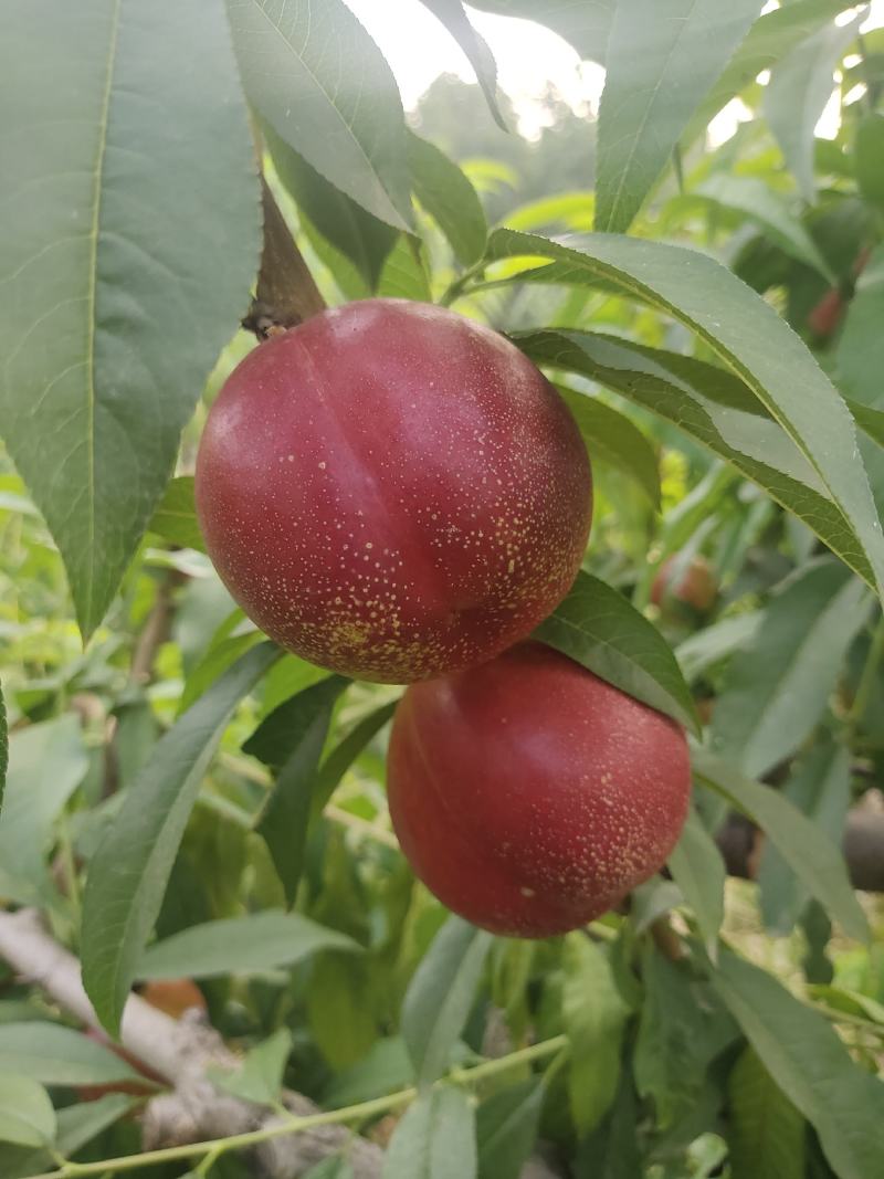 油桃