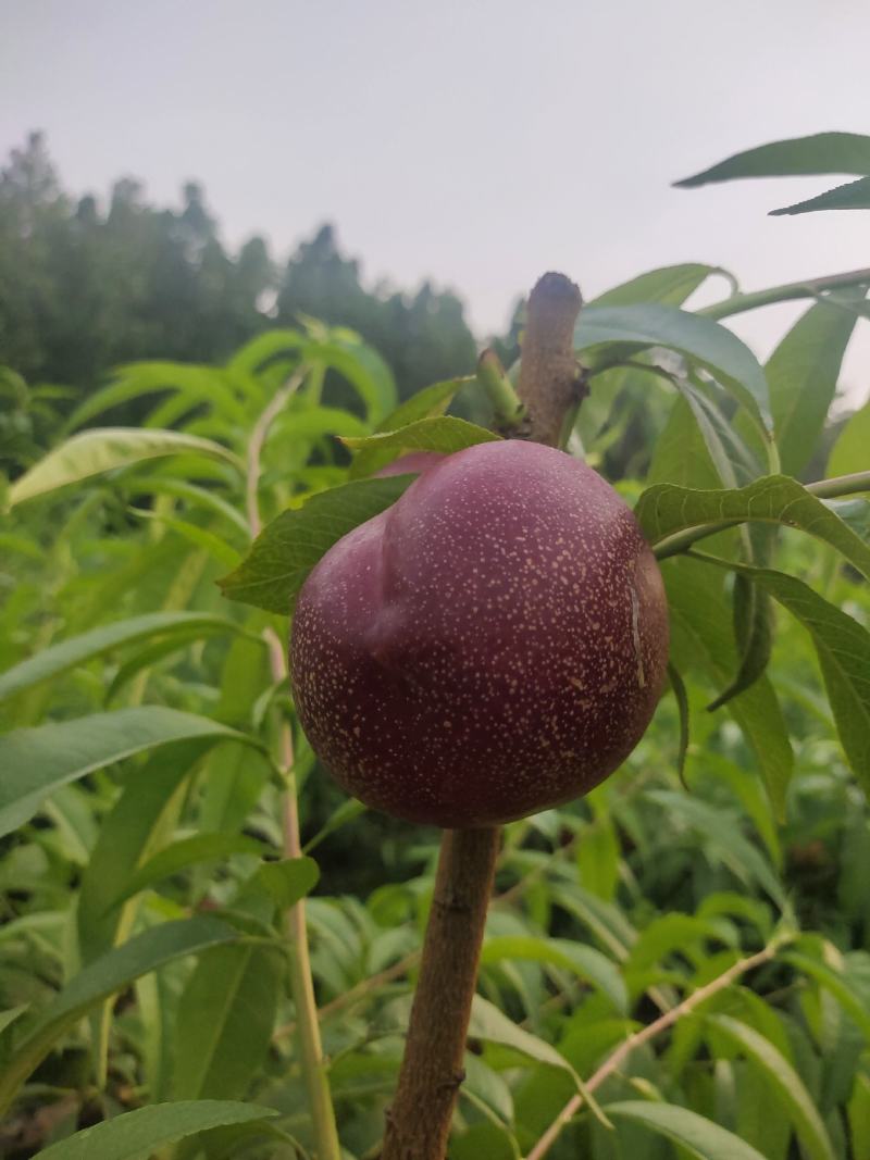 油桃