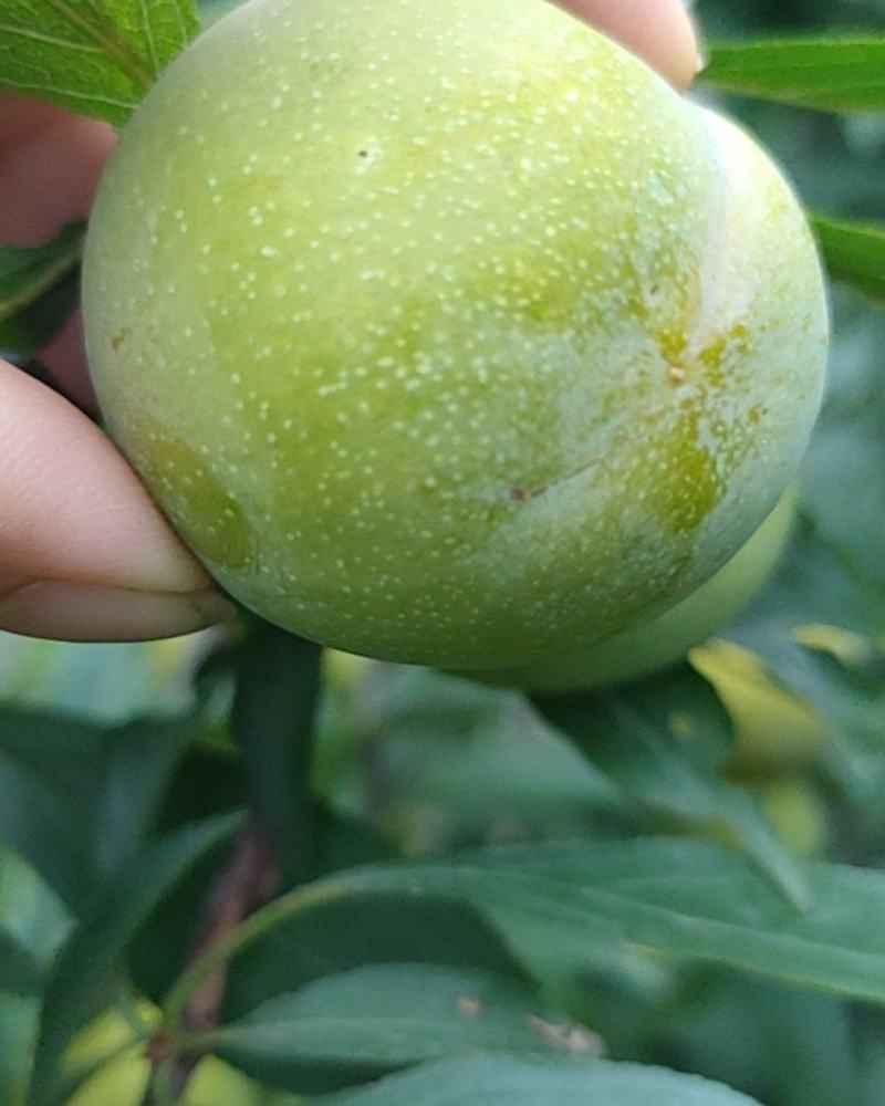 李子
