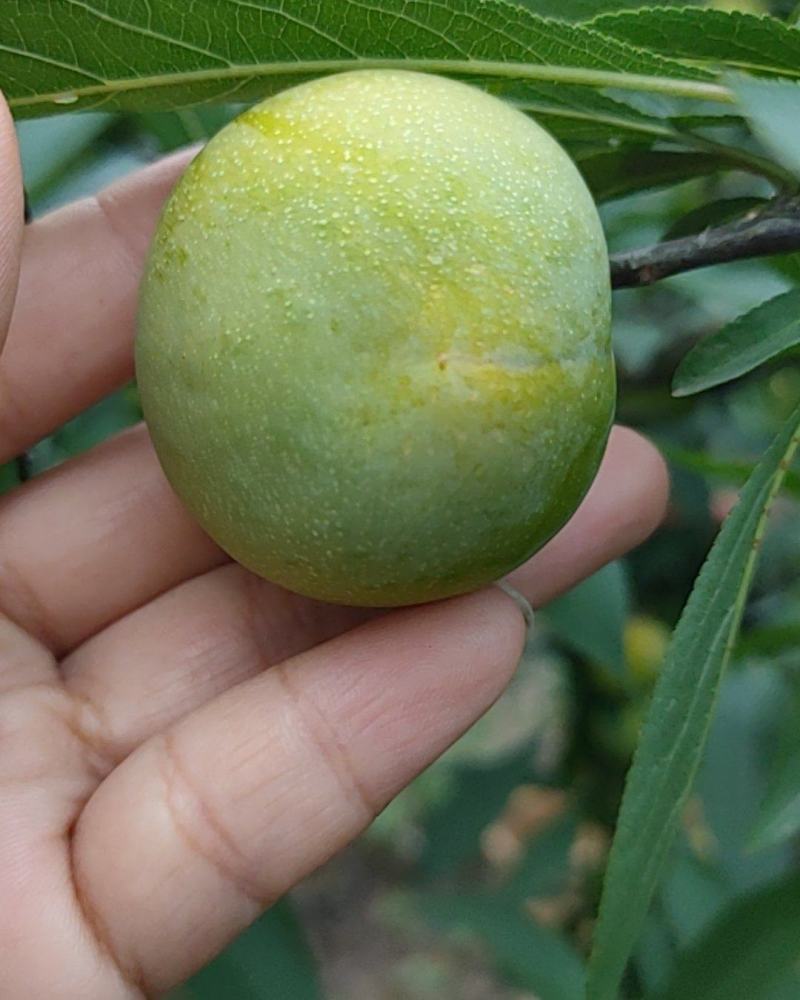 李子