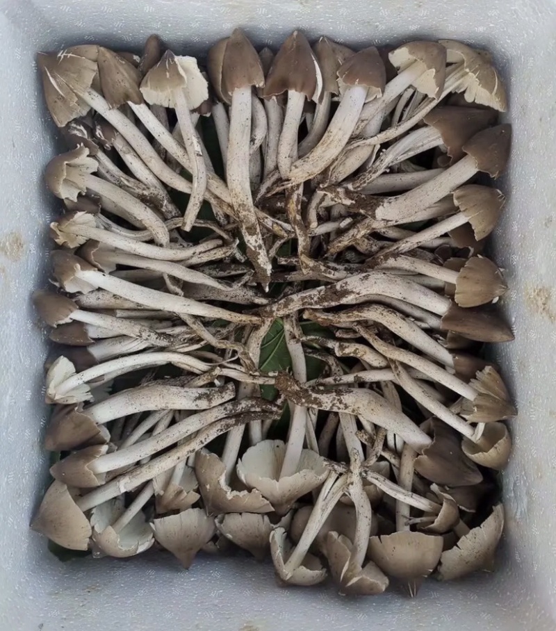 纯野生，产地现采，新鲜，量大质量保证。顺丰包邮。