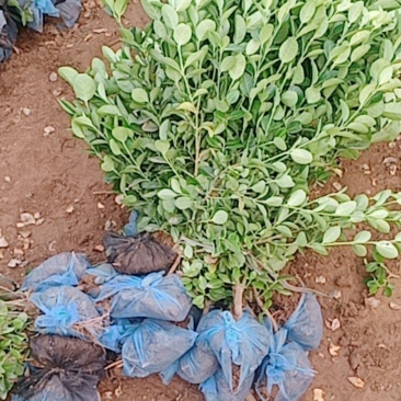 卫矛装车本基地常年出售卫矛，各种规格齐全，土球裸根都可以