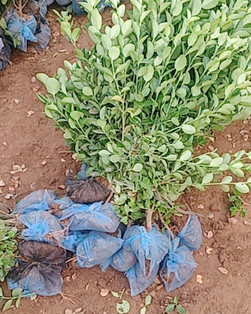 卫矛装车本基地常年出售卫矛，各种规格齐全，土球裸根都可以