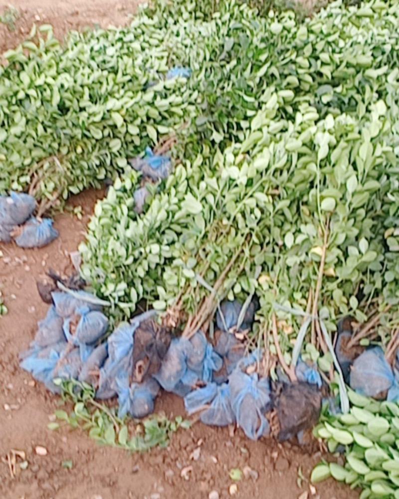 卫矛装车本基地常年出售卫矛，各种规格齐全，土球裸根都可以