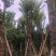 官粉紫荆:5-15公分